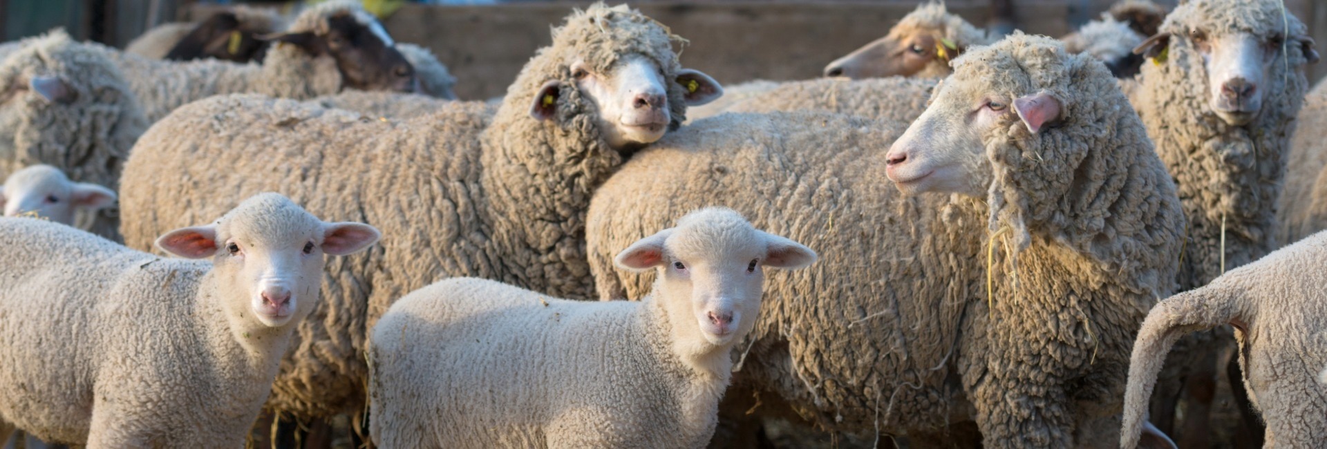 Faecal Worm Egg Counting